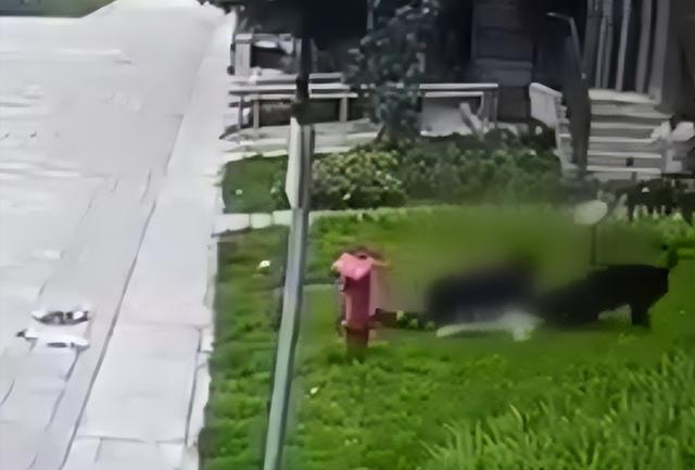 2岁女童遭黑狗撕咬致肾脏破裂！肇事黑狗没牵绳，狗主人未现身