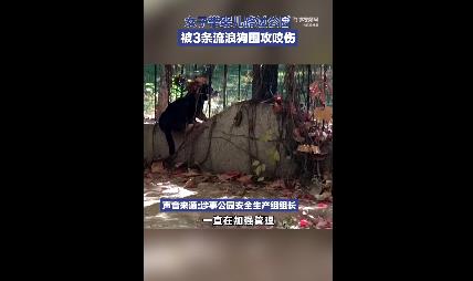 女子带娃路过公园被3条流浪狗围攻 公园：保安有经常巡逻