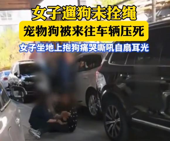 未拴绳的狗被车压死，主人自责扇脸哭喊：妈求你了你不能死